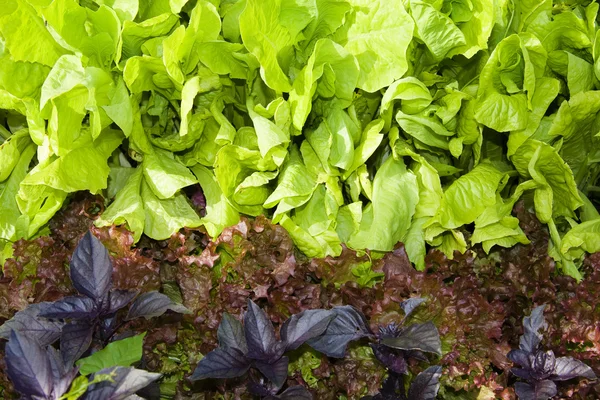 stock image Variety of lettuces