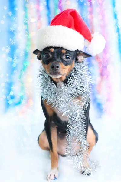 Pai Natal cão — Fotografia de Stock