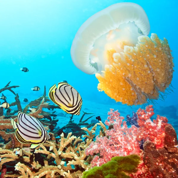 Butterflyfishes and jellyfish — Stock Photo, Image