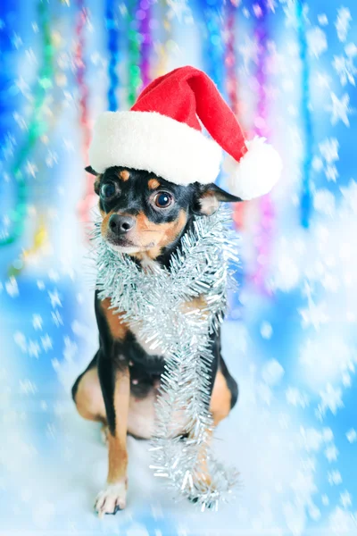 Santa dog — Stock Photo, Image