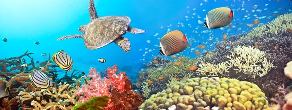 Onderwater panorama — Stockfoto