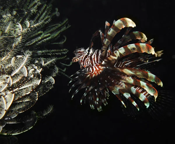 Tropical Fish Lionfish Underwater Night Time — Stock Photo, Image