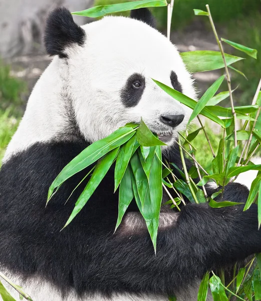 Fütterungszeit Riesenpanda Frisst Bambusblatt Stockfoto