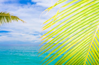 Tropical view clipart