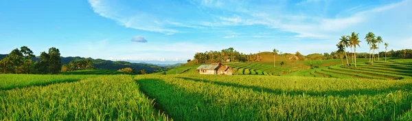 Рисовая панорама Пэдди — стоковое фото