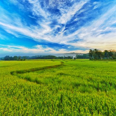 Paddy rice panorama clipart