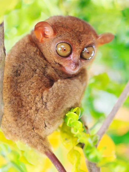 Phillipine πιό tarsier — Φωτογραφία Αρχείου