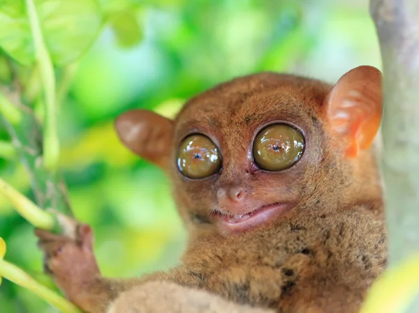 Πιό tarsier — Φωτογραφία Αρχείου