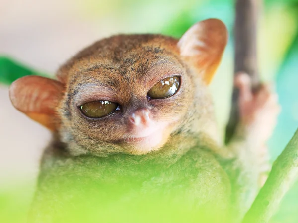 Filipinlerde tarsier — Stok fotoğraf