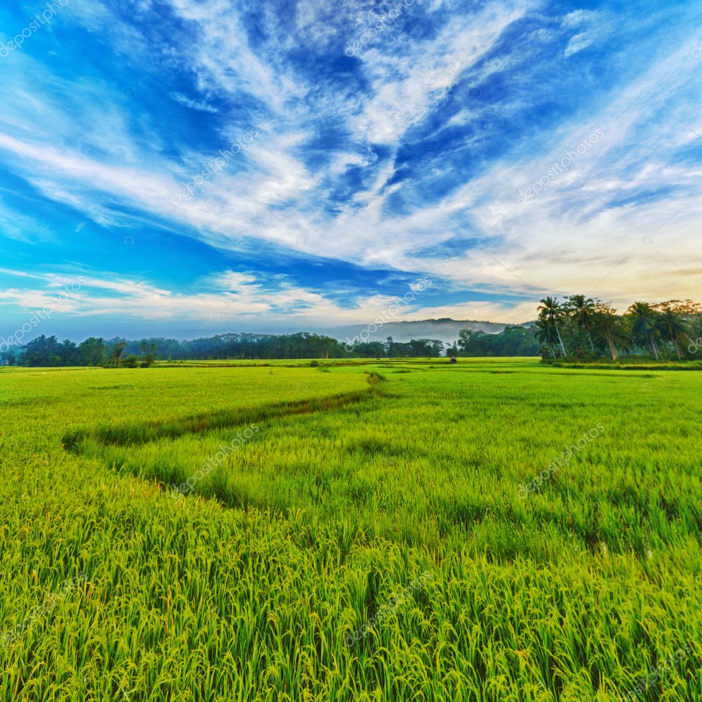 Paddy rice panorama Stock Photo by ©GoodOlga 5220282