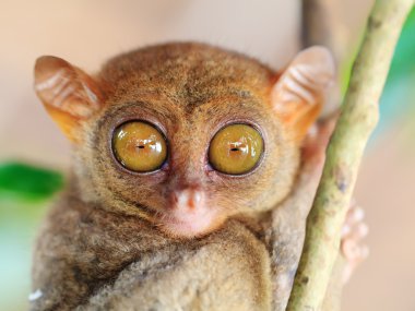 Phillipine tarsier clipart