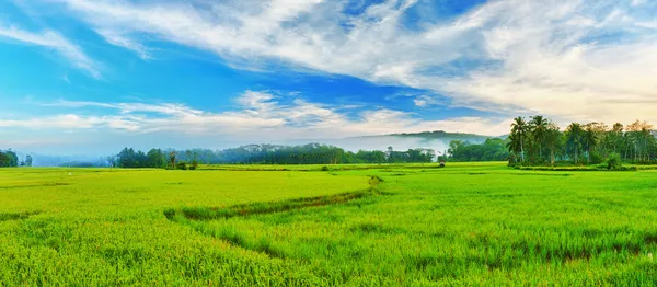 Neloupaná rýže panorama — Stock fotografie