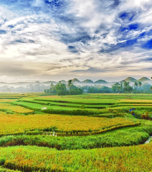Panorama ryż niełuskany — Zdjęcie stockowe