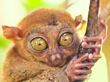 Phillipine tarsier clipart
