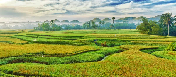 Arroz arroz panorama — Foto de Stock