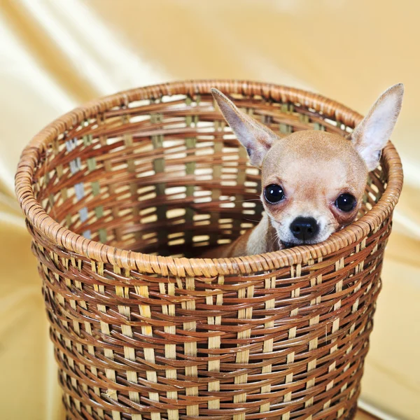 最小品种的狗 — 图库照片