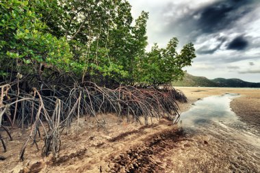 Mangroves clipart