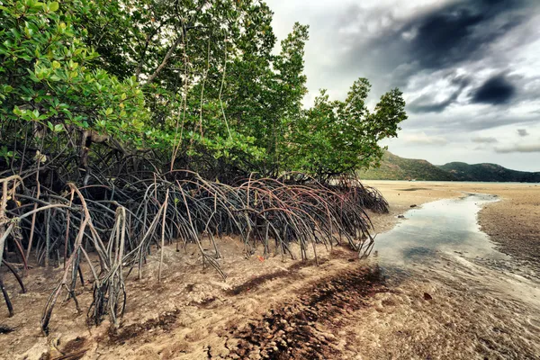 Mangrovların — Stok fotoğraf