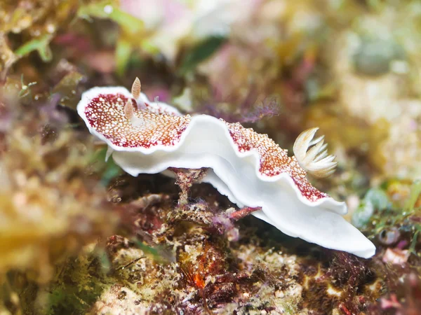 Nudibranch — Stock Photo, Image