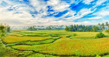 Paddy rice panorama clipart