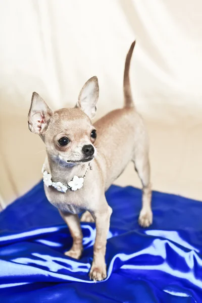 最も小さい原産の犬 — ストック写真