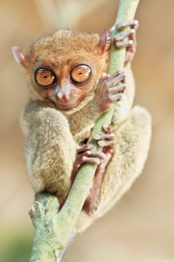 Phillipine tarsier clipart