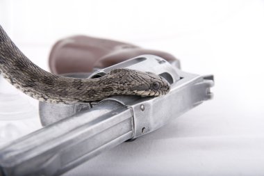 The snake creeps on a handgun clipart