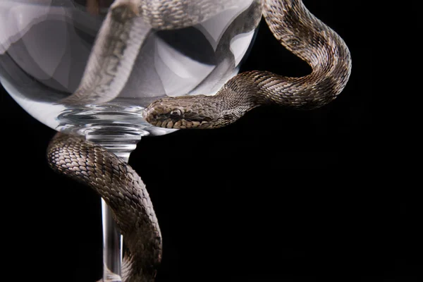 Serpent est tordu autour de la tasse en verre sur noir — Photo