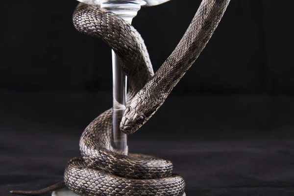 Ormen är tvinnat runt glas cup på svart — Stockfoto