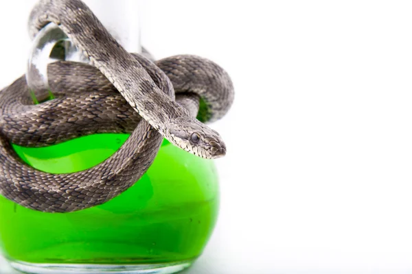 Die Flasche mit Gift verdreht mit einer Schlange fokussiert — Stockfoto