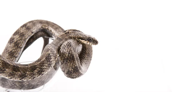 Le serpent tordu dans un gobelet sur un fond blanc — Photo