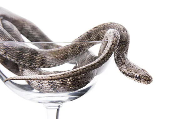 Die Schlange liegt in einem Becher auf weißem Hintergrund — Stockfoto