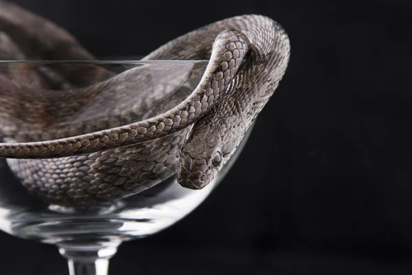 stock image The snake lies in a goblet on a black background