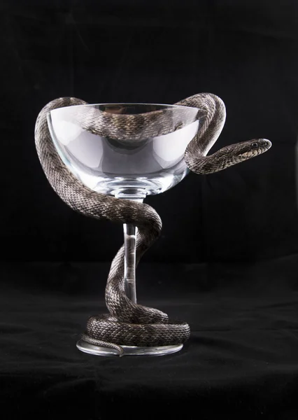 Serpent est tordu autour de la tasse en verre sur noir Photo De Stock