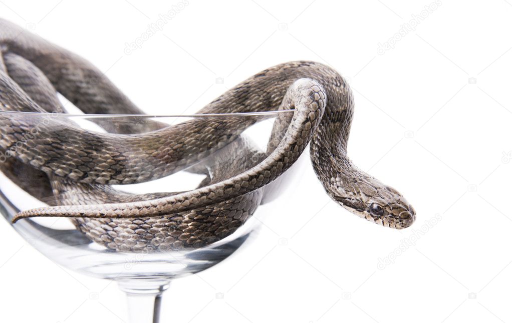 The snake lies in a goblet on a white background