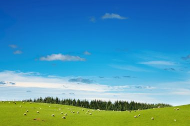 Green field and grazing sheep clipart