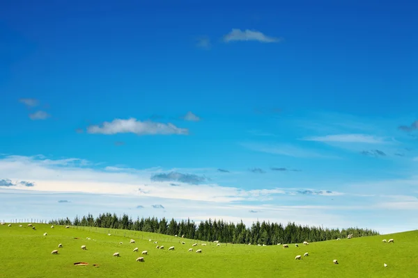 Зеленое поле и пасущиеся овцы — стоковое фото
