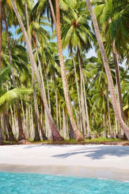 Tropical beach with palm grove clipart