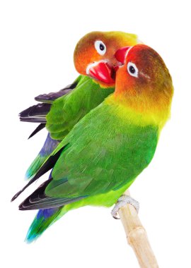 Pair of lovebirds clipart