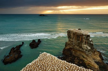 Gannet colony, New Zealand clipart