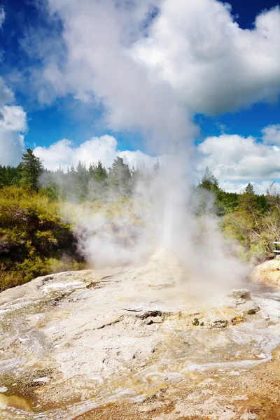 Dame knox geyser — Photo