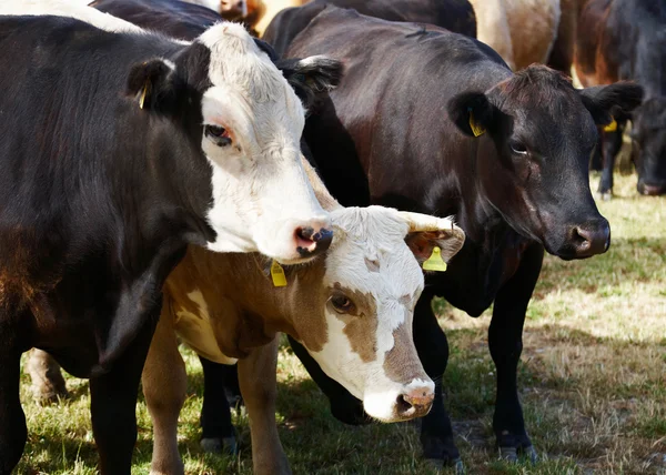 Herd of cows — Stock Photo, Image