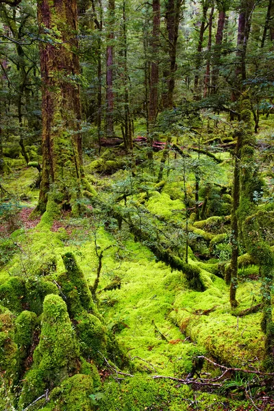 Primeval forest, New Zealand — Stock Photo, Image