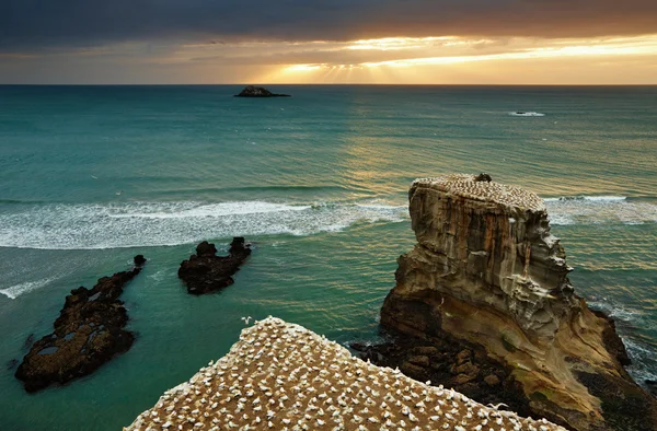 Gannet colony, New Zealand — Stock Photo, Image