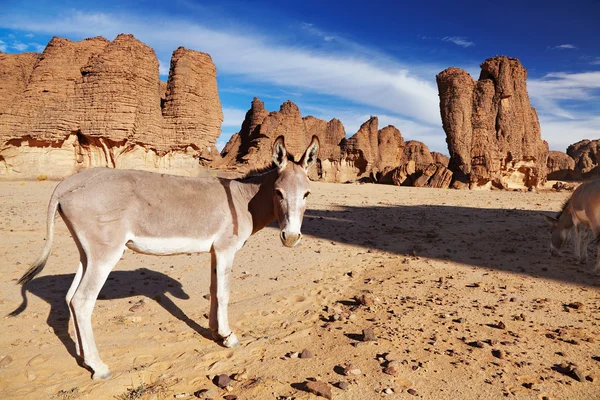 在撒哈拉大沙漠 塔西里岩画 阿尔及利亚的驴 — 图库照片