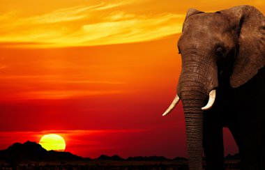 African elephant in savanna at sunset clipart