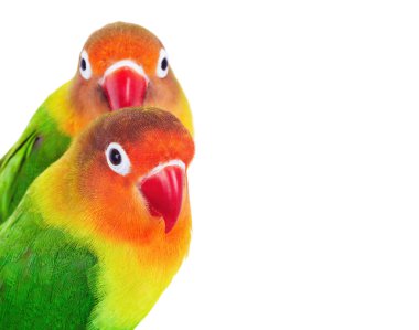 Pair of lovebirds agapornis-fischeri isolated on white clipart