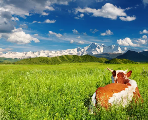 Landscape Snowy Mountains Green Field Lying Cow — Stock Photo, Image