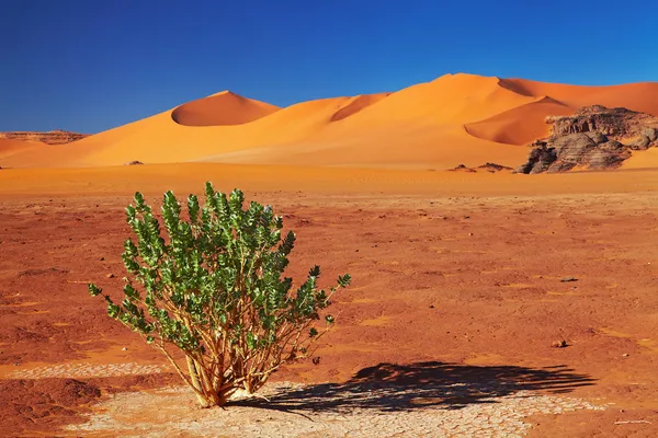 Één Boom Saharawoestijn Tadrart Algeria — Stockfoto
