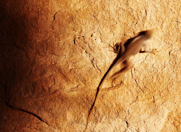 Desert lizard on the rock — Stock Photo, Image